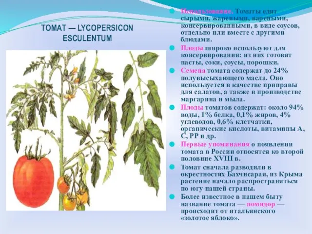 ТОМАТ — LYCOPERSICON ESCULENTUM Использование. Томаты едят сырыми, жареными, вареными, консервированными, в