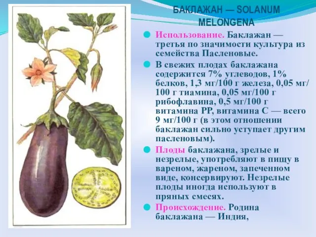 БАКЛАЖАН — SOLANUM MELONGENA Использование. Баклажан — третья по значимости культура из