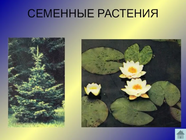 СЕМЕННЫЕ РАСТЕНИЯ