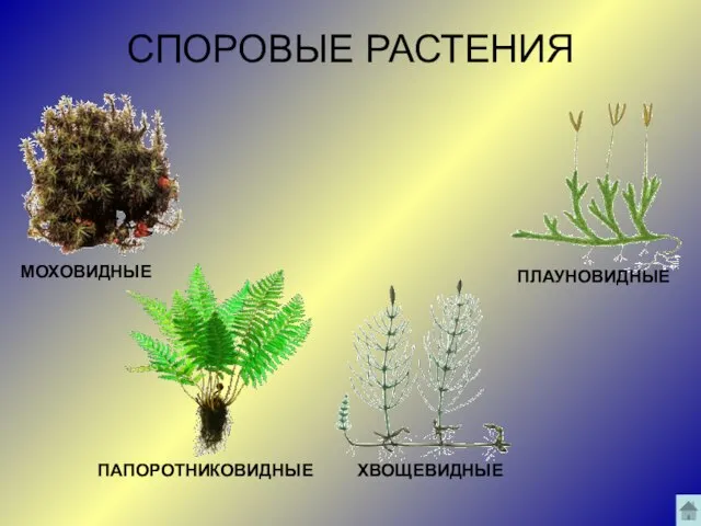 СПОРОВЫЕ РАСТЕНИЯ ПЛАУНОВИДНЫЕ ХВОЩЕВИДНЫЕ ПАПОРОТНИКОВИДНЫЕ МОХОВИДНЫЕ