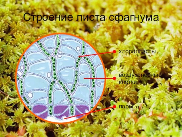 Строение листа сфагнума