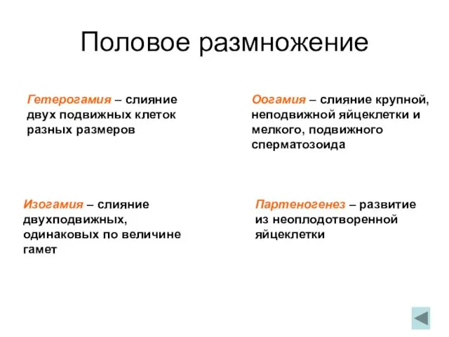 Половое размножение Гетерогамия – слияние двух подвижных клеток разных размеров Оогамия –