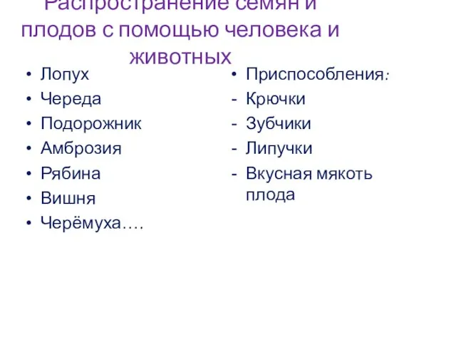 Распространение семян и плодов с помощью человека и животных Лопух Череда Подорожник