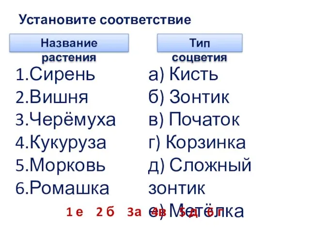 Установите соответствие Название растения Тип соцветия 1.Сирень 2.Вишня 3.Черёмуха 4.Кукуруза 5.Морковь 6.Ромашка