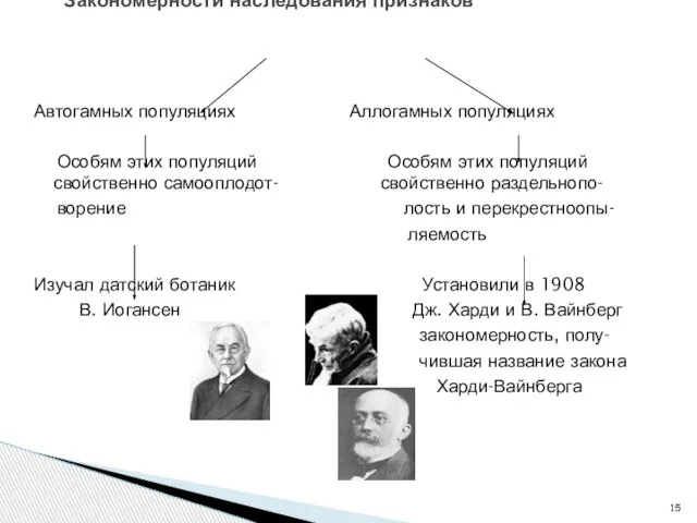 Автогамных популяциях Аллогамных популяциях Особям этих популяций Особям этих популяций свойственно самооплодот-