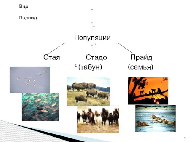 Популяции Стая Стадо Прайд (табун) (семья) Вид Подвид