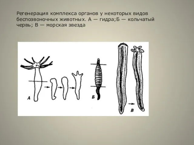 Регенерация комплекса органов у некоторых видов беспозвоночных животных. А — гидра;Б —