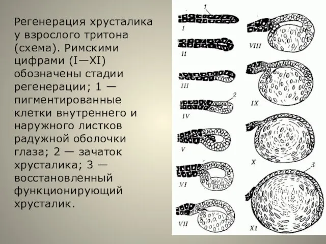 Регенерация хрусталика у взрослого тритона (схема). Римскими цифрами (I—XI) обозначены стадии регенерации;