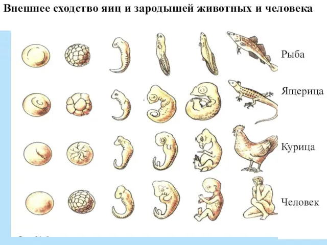 Внешнее сходство яиц и зародышей животных и человека Рыба Ящерица Курица Человек