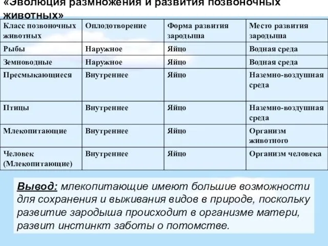 «Эволюция размножения и развития позвоночных животных» Вывод: млекопитающие имеют большие возможности для