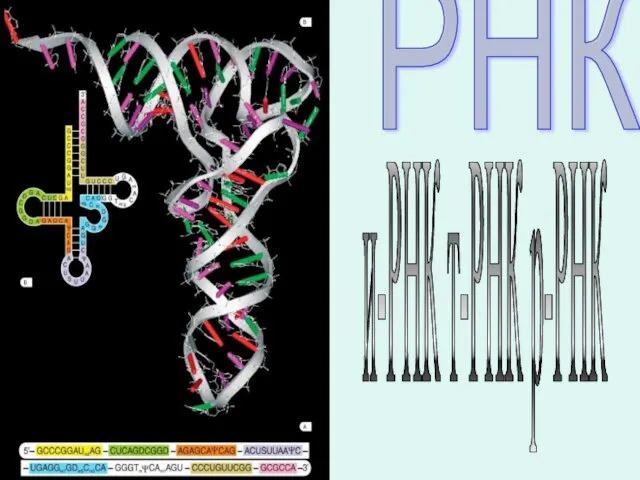 РНК и-РНК т-РНК р-РНК