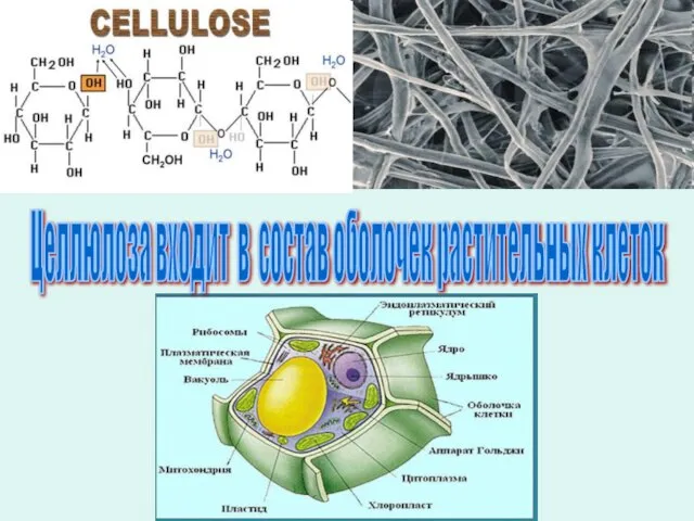 Целлюлоза входит в состав оболочек растительных клеток
