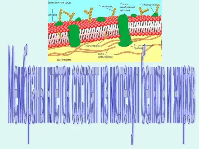 Мембраны клеток состоят из молекул белков и жиров