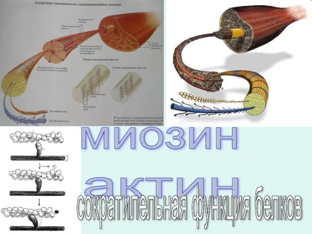 миозин актин сократилельная функция белков