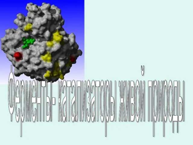 Ферменты- катализаторы живой природы