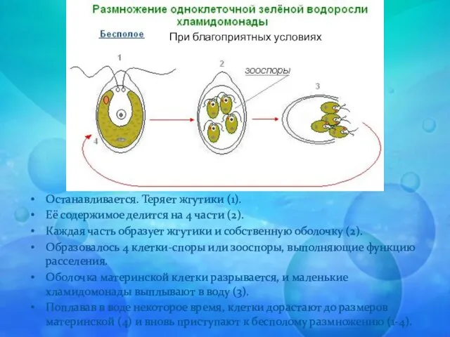 Останавливается. Теряет жгутики (1). Её содержимое делится на 4 части (2). Каждая