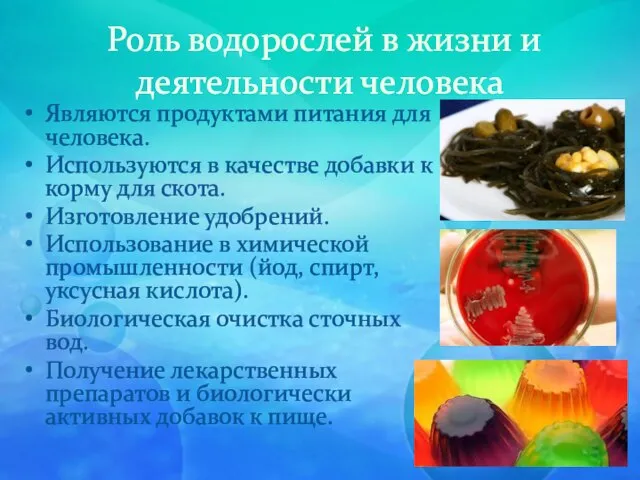 Роль водорослей в жизни и деятельности человека Являются продуктами питания для человека.