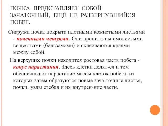 ПОЧКА ПРЕДСТАВЛЯЕТ СОБОЙ ЗАЧАТОЧНЫЙ, ЕЩЁ НЕ РАЗВЕРНУВШИЙСЯ ПОБЕГ. Снаружи почка покрыта плотными