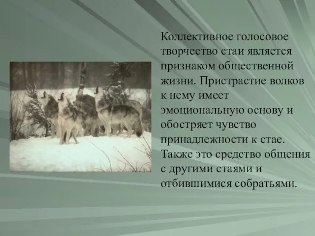 Коллективное голосовое творчество стаи является признаком общественной жизни. Пристрастие волков к нему