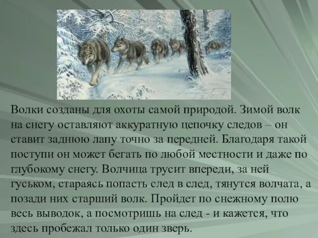 Волки созданы для охоты самой природой. Зимой волк на снегу оставляют аккуратную