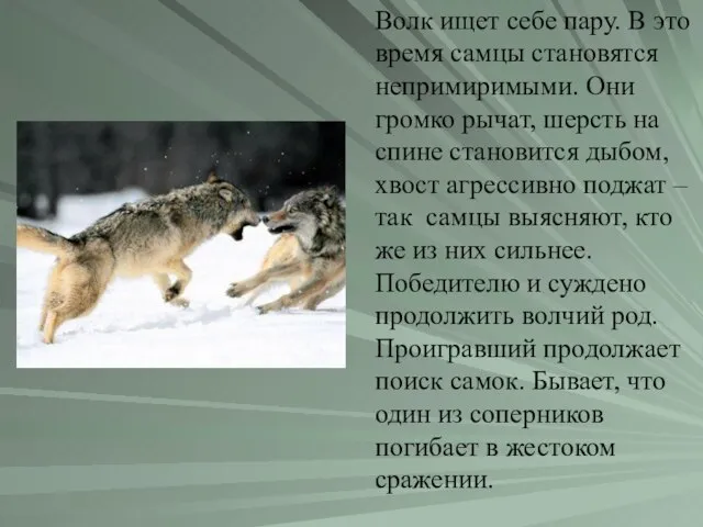 Волк ищет себе пару. В это время самцы становятся непримиримыми. Они громко