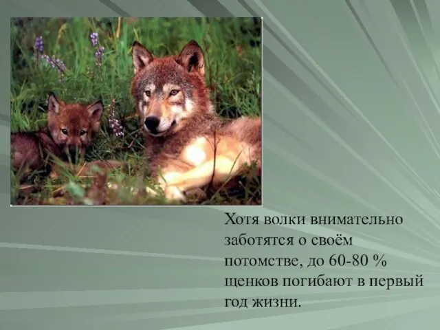 Хотя волки внимательно заботятся о своём потомстве, до 60-80 % щенков погибают в первый год жизни.