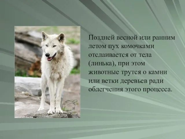 Поздней весной или ранним летом пух комочками отслаивается от тела (линька), при