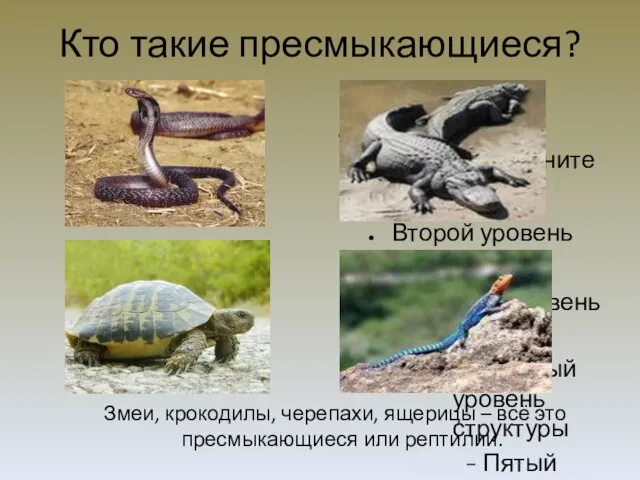 Кто такие пресмыкающиеся? Змеи, крокодилы, черепахи, ящерицы – всё это пресмыкающиеся или рептилии.