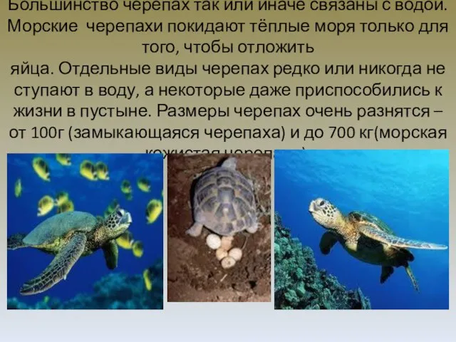 Большинство черепах так или иначе связаны с водой. Морские черепахи покидают тёплые