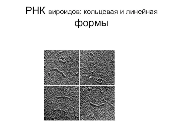 РНК вироидов: кольцевая и линейная формы