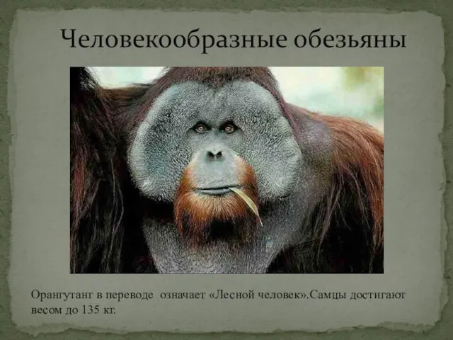 Человекообразные обезьяны Орангутанг в переводе означает «Лесной человек».Самцы достигают весом до 135 кг.