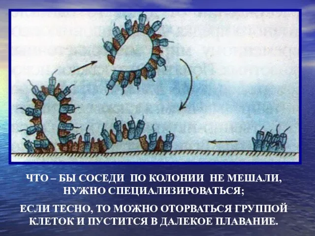 ЧТО – БЫ СОСЕДИ ПО КОЛОНИИ НЕ МЕШАЛИ, НУЖНО СПЕЦИАЛИЗИРОВАТЬСЯ; ЕСЛИ ТЕСНО,