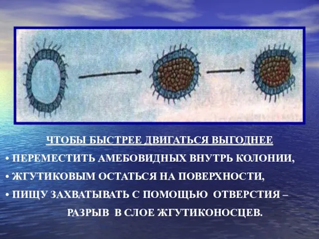 ЧТОБЫ БЫСТРЕЕ ДВИГАТЬСЯ ВЫГОДНЕЕ ПЕРЕМЕСТИТЬ АМЕБОВИДНЫХ ВНУТРЬ КОЛОНИИ, ЖГУТИКОВЫМ ОСТАТЬСЯ НА ПОВЕРХНОСТИ,