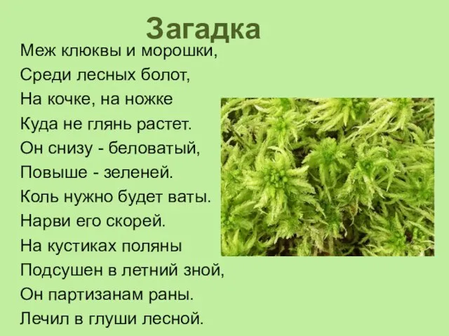 Загадка Меж клюквы и морошки, Среди лесных болот, На кочке, на ножке