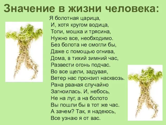 Значение в жизни человека: Я болотная царица, И, хотя кругом водица, Топи,