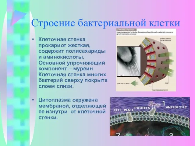 Строение бактериальной клетки Клеточная стенка прокариот жесткая, содержит полисахариды и аминокислоты. Основной