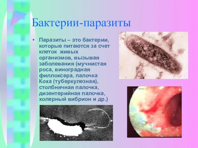 Бактерии-паразиты Паразиты – это бактерии, которые питаются за счет клеток живых организмов,