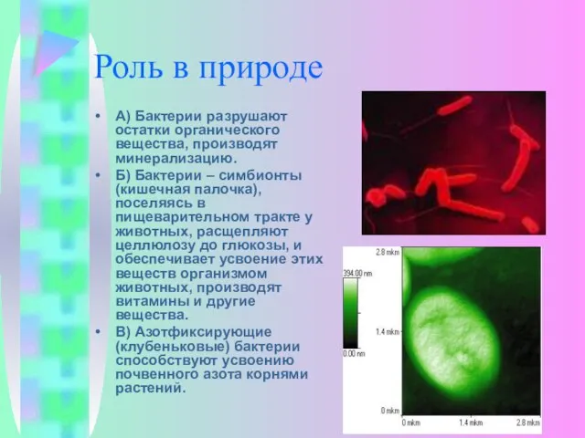 Роль в природе А) Бактерии разрушают остатки органического вещества, производят минерализацию. Б)