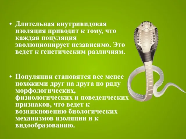 Длительная внутривидовая изоляция приводит к тому, что каждая популяция эволюционирует независимо. Это