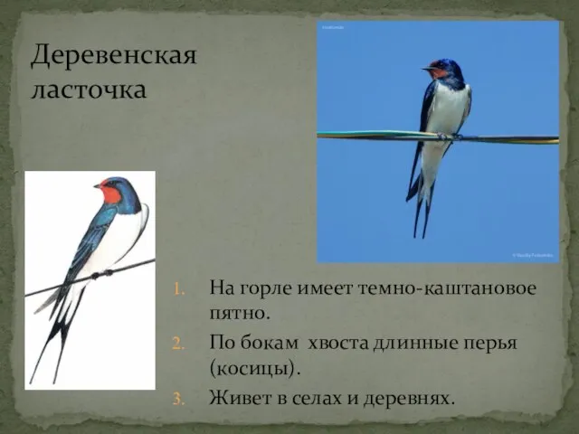 На горле имеет темно-каштановое пятно. По бокам хвоста длинные перья (косицы). Живет