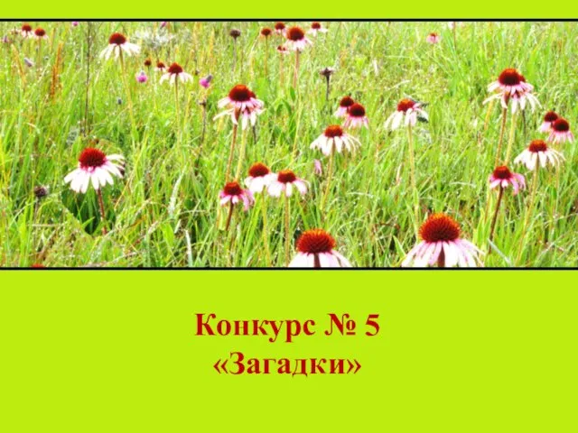 Конкурс № 5 «Загадки»