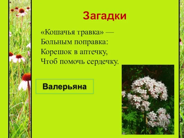 Загадки «Кошачья травка» — Больным поправка: Корешок в аптечку, Чтоб помочь сердечку. Валерьяна