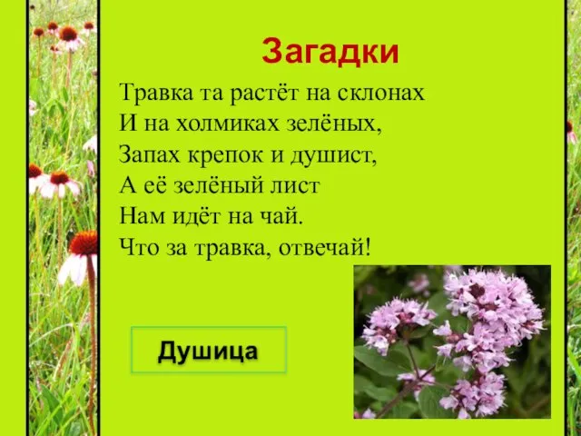 Загадки Травка та растёт на склонах И на холмиках зелёных, Запах крепок