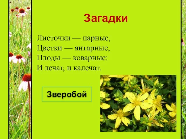 Загадки Листочки — парные, Цветки — янтарные, Плоды — коварные: И лечат, и калечат. Зверобой