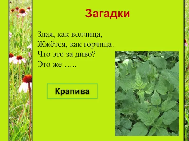 Загадки Злая, как волчица, Жжётся, как горчица. Что это за диво? Это же ….. Крапива