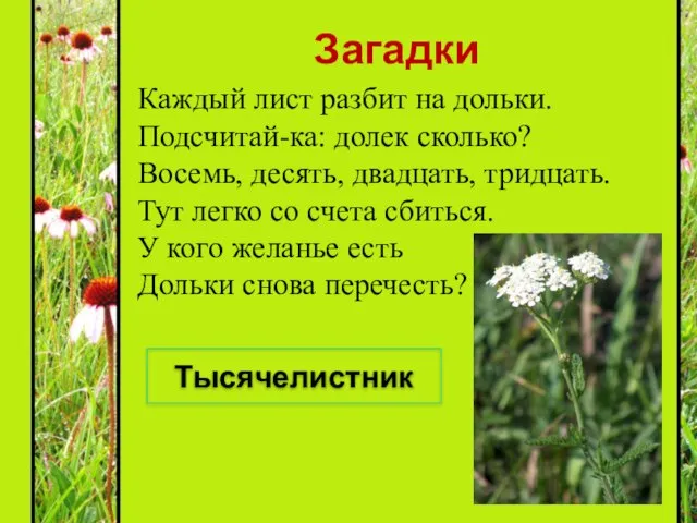 Загадки Каждый лист разбит на дольки. Подсчитай-ка: долек сколько? Восемь, десять, двадцать,