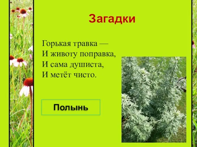 Загадки Горькая травка — И животу поправка, И сама душиста, И метёт чисто. Полынь