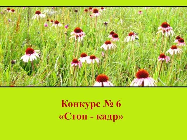 Конкурс № 6 «Стоп - кадр»