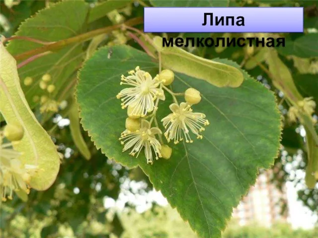 Липа мелколистная