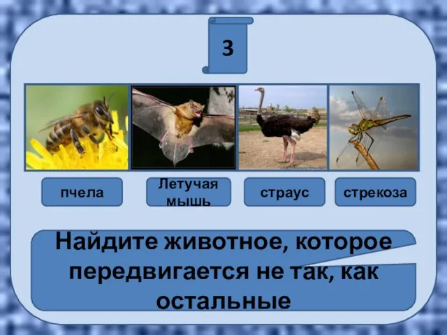 3 пчела Летучая мышь страус стрекоза Найдите животное, которое передвигается не так, как остальные